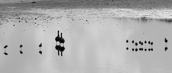 Birds in water at beach