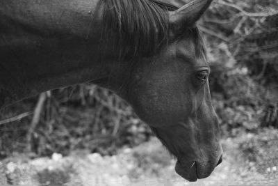 Close-up of horse