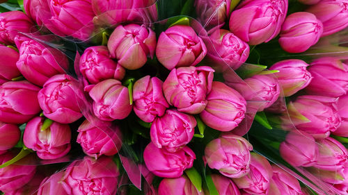 Full frame shot of pink flowers