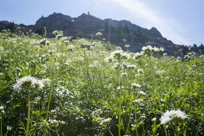 Scenic view of flowering plants on field against sky