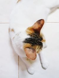 High angle view of cat on floor