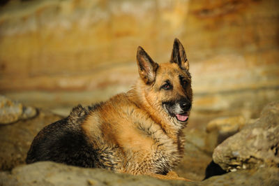 Close-up of german shepherd