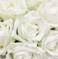 Close-up of white flowers