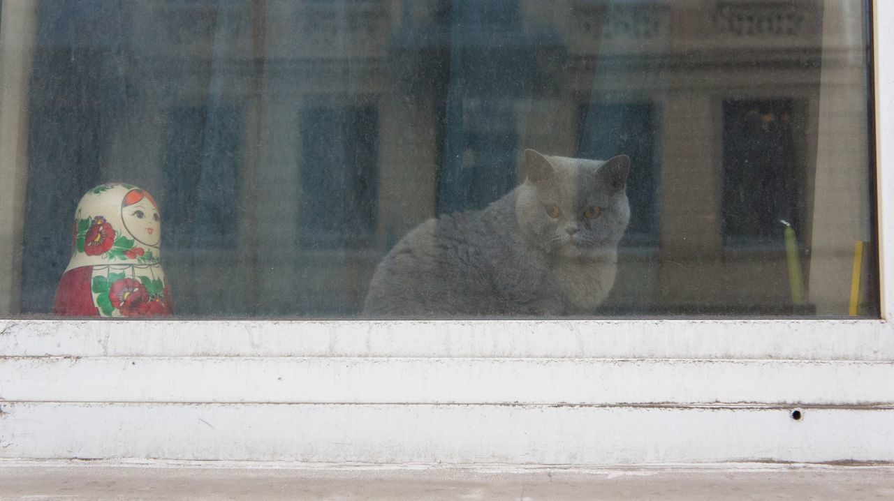 CAT LOOKING AWAY THROUGH WINDOW