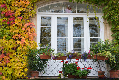 Potted plant on window of building