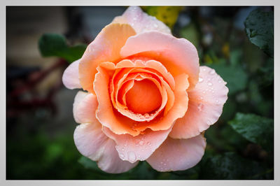 Close-up of wet rose blooming outdoors