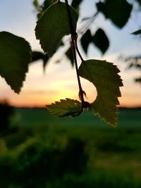 Close-up of green leaves on plant against sky