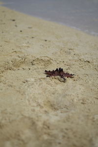 Close-up of insect on sand at beach