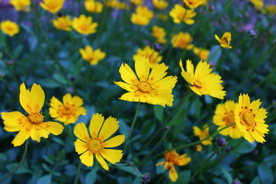 Close-up of yellow flowering plant on field