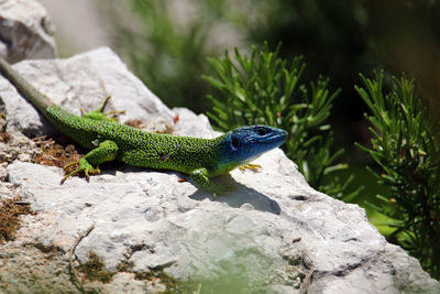 Close-up of lizard on rock