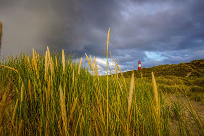 Plants growing on land against sky