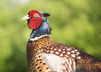 Close-up of a bird