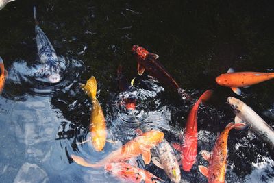 High angle view of koi carps swimming in lake