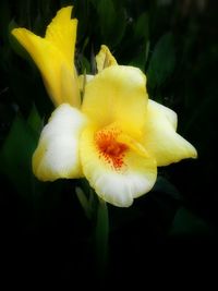 Close-up of white flower