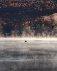 Bird flying over lake against sky