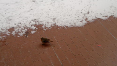 High angle view of bird on floor