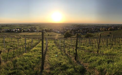 Scenic view of vineyard against sky during sunset