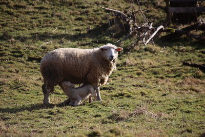 Sheep grazing on field