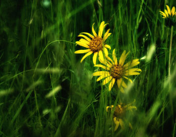 Close-up of yellow flower