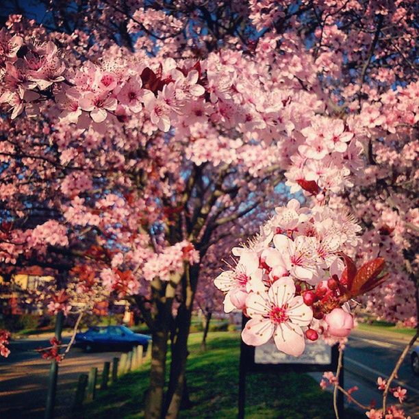 flower, tree, branch, cherry blossom, freshness, growth, cherry tree, fragility, pink color, blossom, beauty in nature, nature, in bloom, springtime, park - man made space, blooming, outdoors, day, petal, pink