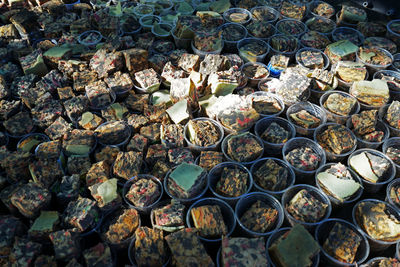 Close up row of plastic container cup of planting trees which water absorb sponge inside