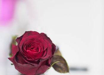 Close-up of rose against white background