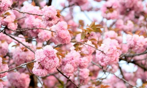 Pink flowers blooming in park