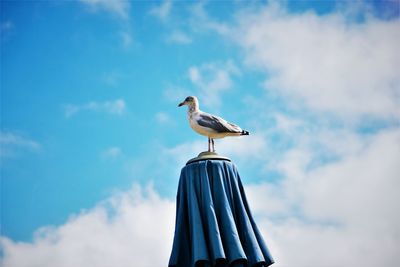 Low angle view of bird perching against sky