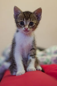 Portrait of cat sitting at home