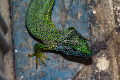 High angle view of lizard on rock