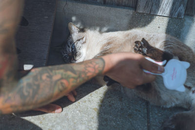 Cat living in an japanese old house in itoshima, fukuoka, japan. photo of a cat brushing in the sun.