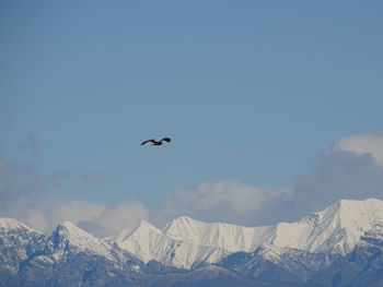 Birds flying over snowcapped mountains against sky