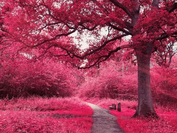 Pink cherry blossoms in park