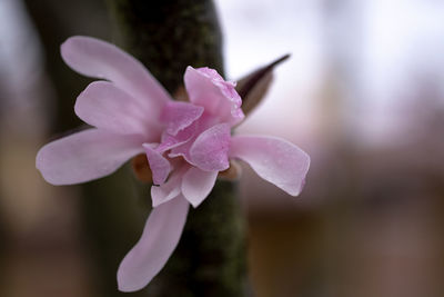 Close-up of purple flowering plant