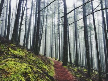 Trees in forest