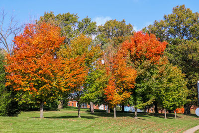 Trees in park during autumn