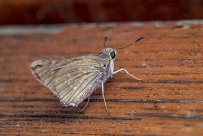 Close-up of butterfly on wood