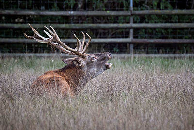 Deer in a field