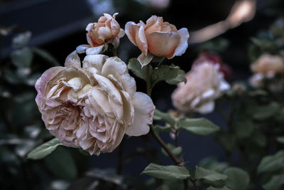 Close-up of rose blooming