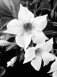 Close-up of flowers