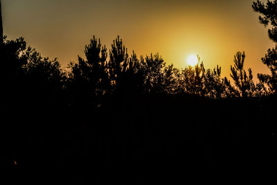 Silhouette plants against clear sky during sunset