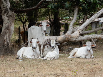 Herd of cambodian cattle on a farm in kep. 