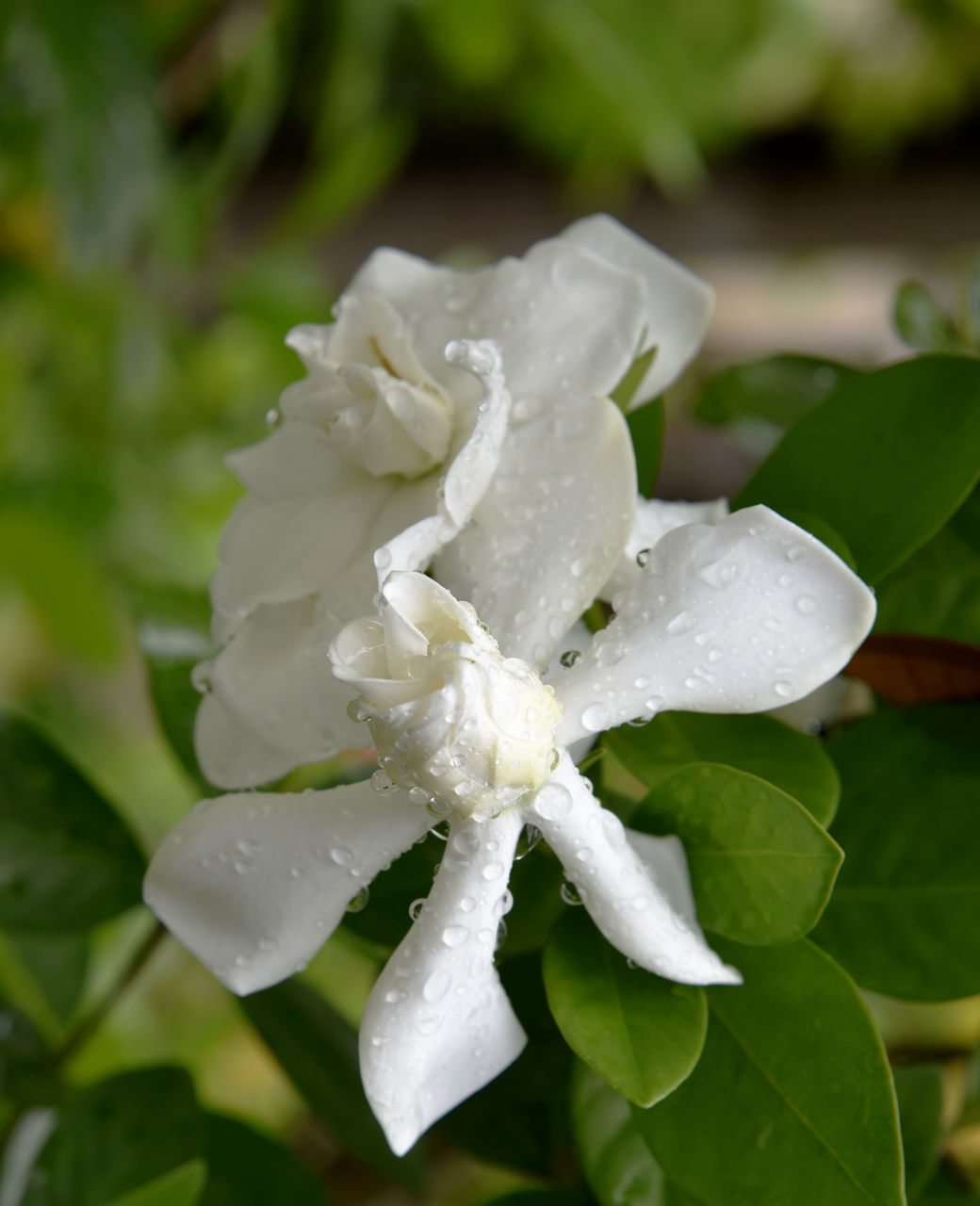 flower, plant, flowering plant, leaf, nature, plant part, drop, beauty in nature, freshness, water, close-up, wet, blossom, gardenia, white, macro photography, petal, growth, no people, flower head, shrub, inflorescence, outdoors, fragility, focus on foreground, green, springtime, rain, dew
