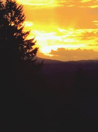 Silhouette of trees at sunset