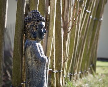 Close-up of bamboo on tree
