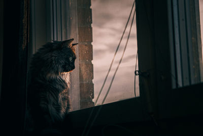 Cat looking through window