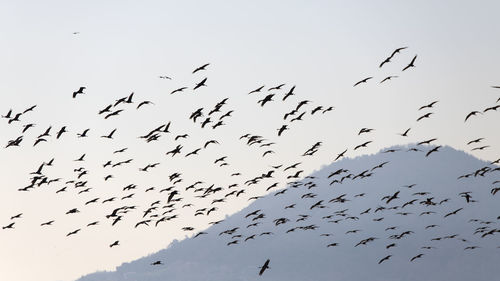 Low angle view of birds flying in the sky