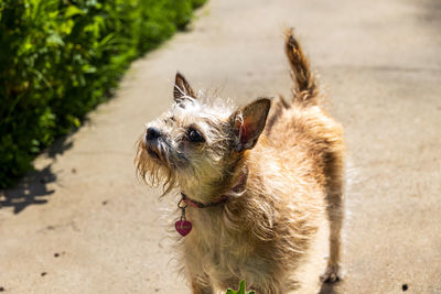 Dogs standing on pathway