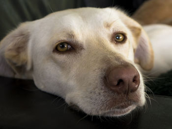 Close-up portrait of a dog