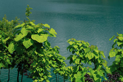 High angle view of fresh green plants in water